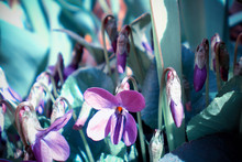 Beautiful Unusual Pink Forest Violet Flowers With Cyan Leaves