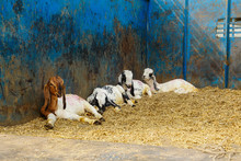 Goats Relaxing Indoors