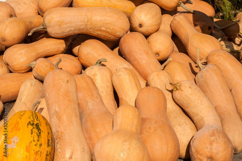 Fotomural Pile of butternut Matilda pumpkins closeup as background