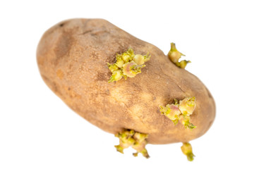 potato with sprouts isolated on white background.