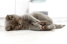 Blue British Shorthair Kitten Is Playing With His Hind Legs. Gray Cat Is Lying On White Wooden Floor