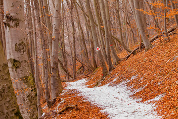 Wall Mural - forest path in dry winter scene