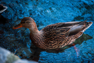 Wild duck