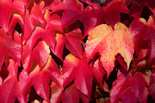 Close-up And Background Of Bright Red Leaves Of Wild Wine In Autumn Growing Up On A Wall With A Yellow Leaf In Between