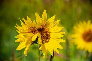 Sunflowers in the field