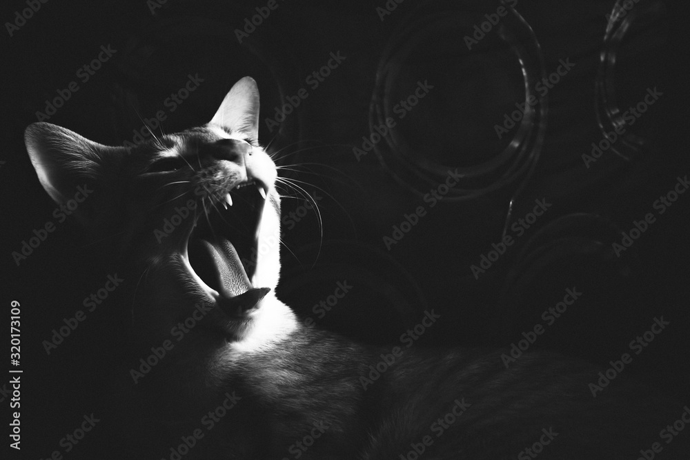 Close-Up Of Cat yawning - obrazy, fototapety, plakaty 