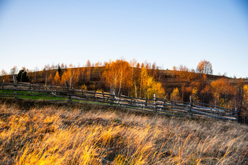 Birch tree in the fall season