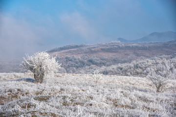 Winter wonderland