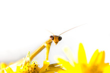 Close-Up Of Praying Mantis On Yellow Flowers Against Clear Sky