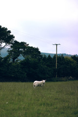 White sheep