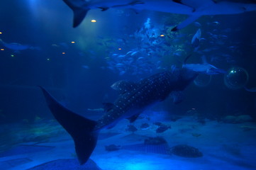 Wall Mural - See whale sharks swimming in the aquarium