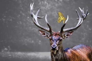 Poster - Elk head and a yellow butterfly on it with blurred background