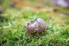 Pear-shaped Puffball (Lycoperdon Pyriforme) Growing On A Mossy Log