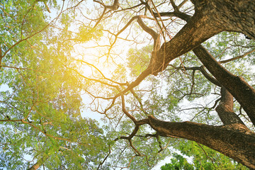 Tree branches in the garden with rays of sunlight.