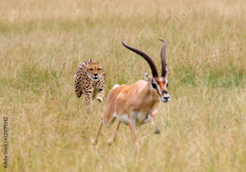 Fotografía Cheetah Chasing Impala On Grassy Field