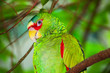 Close-Up Of Parrot Perching On Branch