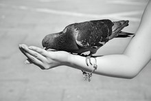Cropped Hand Of Woman Feeding Pigeon On Sunny Day