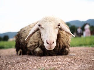 A dirty wool sheep is eating grass in a green lawn.