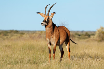 Sticker - A rare roan antelope (Hippotragus equinus) in natural habitat, South Africa.