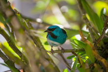 Close-up Of Bird Perching On Tree