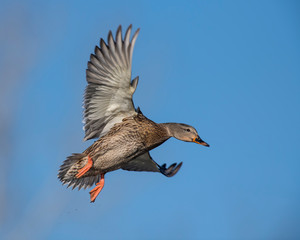 Mallard in flight