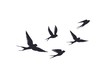 Flying birds silhouette on white background. Vector set of flock of swallows sign. Tattoo spring bird or swift birds in sky crowd fly.