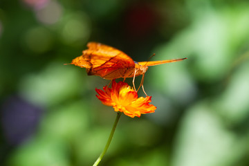 Vindula dejone, the Malay cruiser butterfly