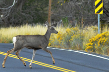 Side View Of Deer Walking On Road