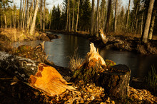 Tree Fell In The Forest, River, Beaver
