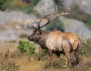 bull elk in the rocky mountains