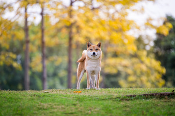 Wall Mural - Cute Shiba Inu in the park grass