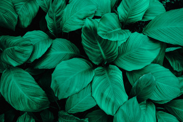 leaves of Spathiphyllum cannifolium, abstract colorful texture, nature background, tropical leaf
