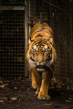 Close-Up Portrait Of Tiger In Cage At Zoo