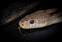 Close Up Of Rat Snake Head On Black Background