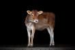 Jersey cow stands on black background, portrait of a calf