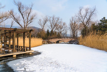 Reed Bushes In Beijing Botanical Garden After Winter Snow. Bridges And Reeds In Beijing Botanical Garden After Snow In Winter