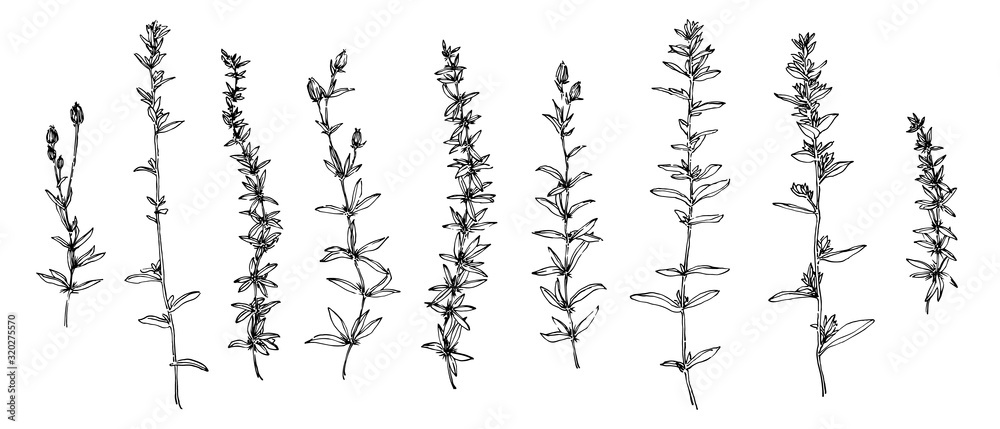Hand drawn wild plants and flowers collection. Outline herbs sketch ink painted. Black isolated botanical vector illustration on white background - obrazy, fototapety, plakaty 