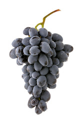 Wall Mural - Grapes dark blue wine berries isolated on white background