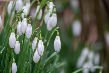  a garden there are some snowdrops, Galanthus nivalis, announcing spring