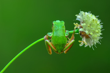 Wall Mural - Beautiful Europaean Tree frog Hyla arborea 