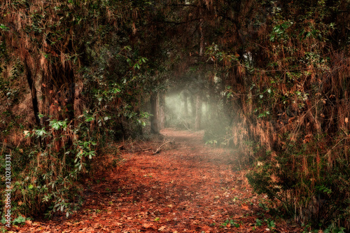 Fotomural dark passage through the forest with light at the end of the tunnel