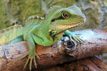 A Portrait Of A Green Chinese Water Dragon Standing On A Branch