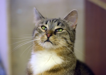 striped with white shorthair European cat