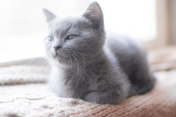 Wall Mural - A British kitten is lying on the windowsill. Cute kitten. Magazine cover. Pet. Grey kitten. . Kitten at the window.