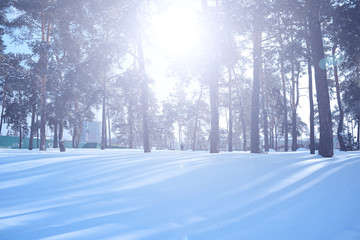 Wall Mural - Bright white sun over a pine forest in winter.