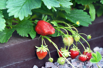 Bright red strawberry berries growing in the garden.Сoncept of useful vitimin diet food, allergies, gardening of plants.