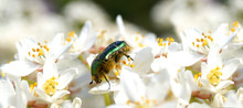 Panoramic Image Of Cetonia Aurata, Rose Chafer Or The Green Rose Chafer On White Flowers Of Choisya Ternata Or Mexican Orange Blossom. Spring Flowering Garden. Concept Of Extinction And Environmental 