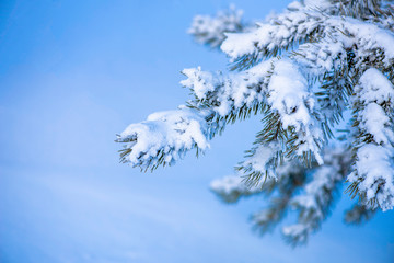 Wall Mural - snow covered tree branches