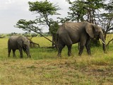 Fototapeta Sawanna - Group of elephants in the beautiful African savannah