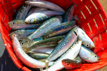 sardine catch in the red basket 